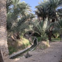 Al Ain Oasis