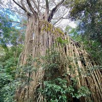 Wet Tropics of Queensland - Curtain Fig National Park