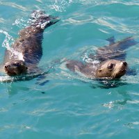 Isla San Jorge (Gulf of California)