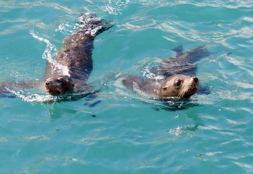 Isla San Jorge (Gulf of California)