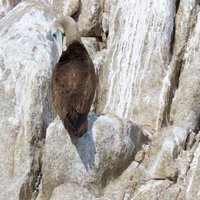 Isla San Jorge (Gulf of California)