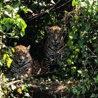 Pantanal Main