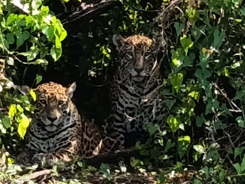 Pantanal Main