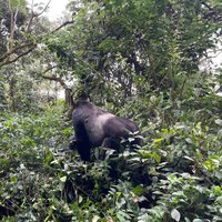 Kahuzi-Biega National Park