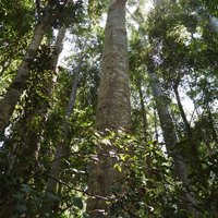 Tall trees in K'gari interior