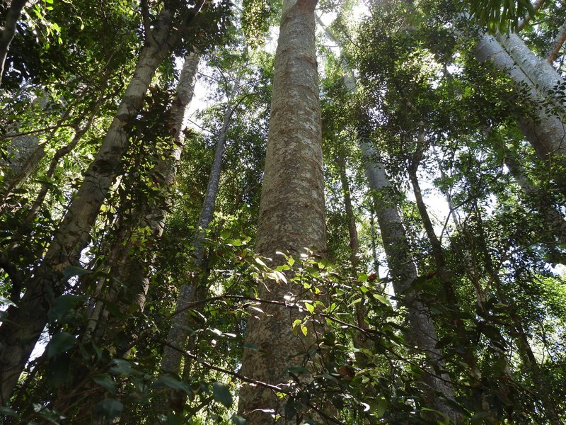 Tall trees in K&#x27;gari interior