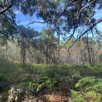 Regrown forest with Bracken Fern