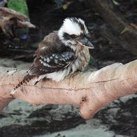 Kookaburra