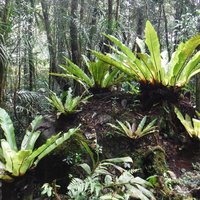 Kinabalu Park