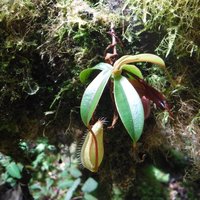Nepenthes, botanical garden, Kinabalu Park