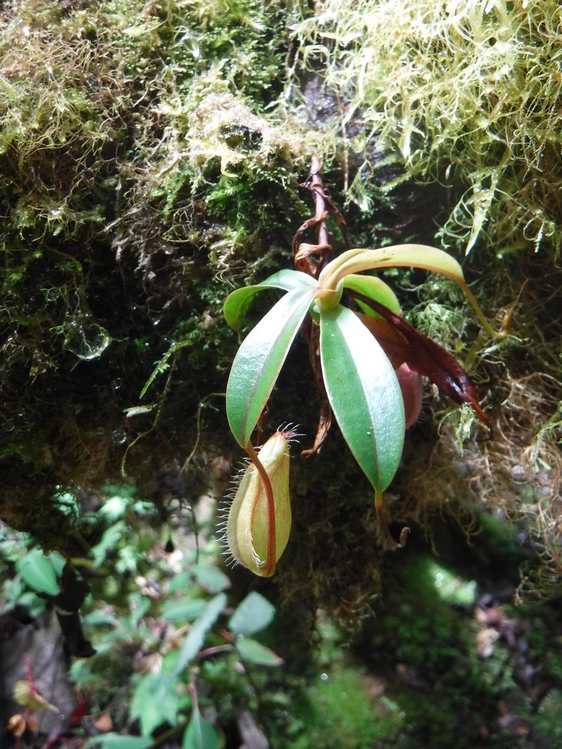 Nepenthes, botanical garden, Kinabalu Park