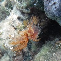 Snorkeling, Kornati National Park and Telašćica Nature Park