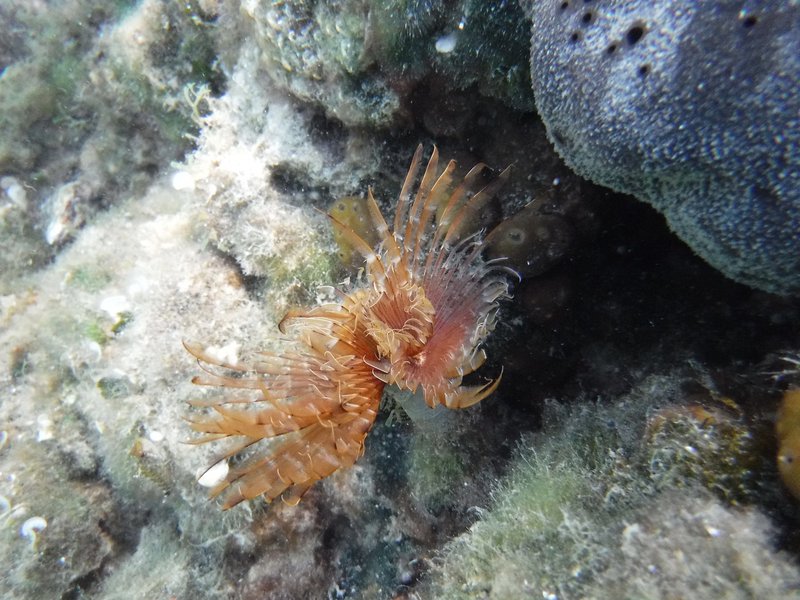 Snorkeling, Kornati National Park and Telašćica Nature Park
