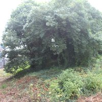 Mozu-Furuichi Kofun: Kurizuka Kofun