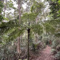 Rough Tree Fern at Lamington NP (Gondwana Rainforests)