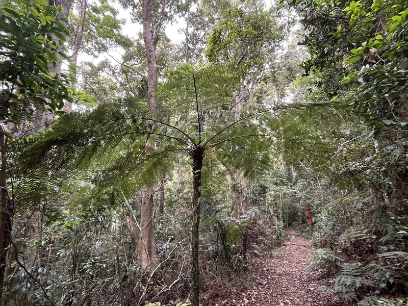Rough Tree Fern at Lamington NP (Gondwana Rainforests)