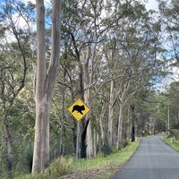 Access road to Lamington NP (Gondwana Rainforests)