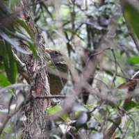 Green catbird at Lamington NP (Gondwana Rainforests)