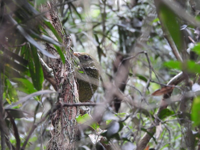 Green catbird at Lamington NP (Gondwana Rainforests)
