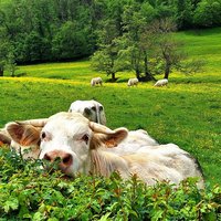 Le Charolais-Brionnais