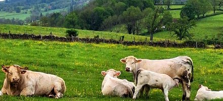 Le Charolais-Brionnais