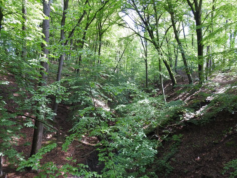 Limes at Berg en Dal