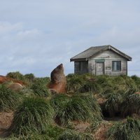 Elephant seals in the tussock grass, Macquarie Island