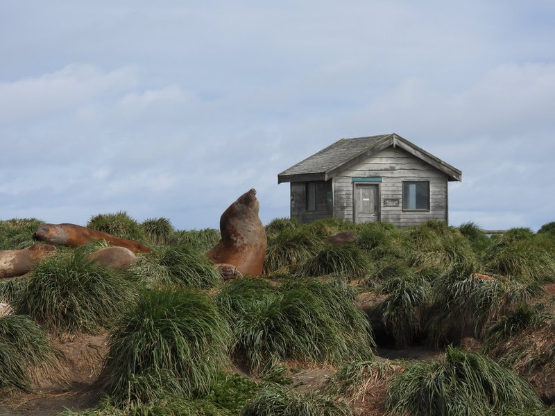 Elephant seals in the tussock grass, Macquarie Island