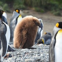 King penguin chick, Macquarie Island