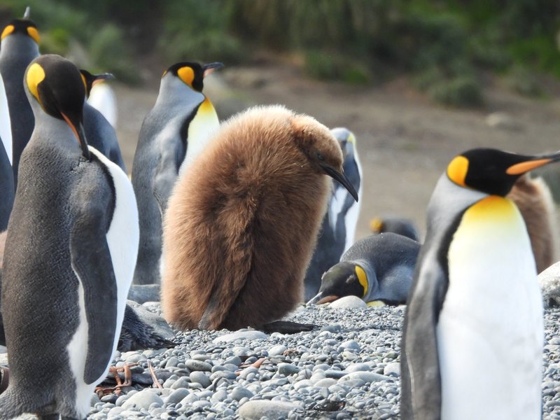 King penguin chick, Macquarie Island