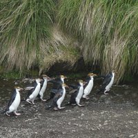 Royal penguins on the move