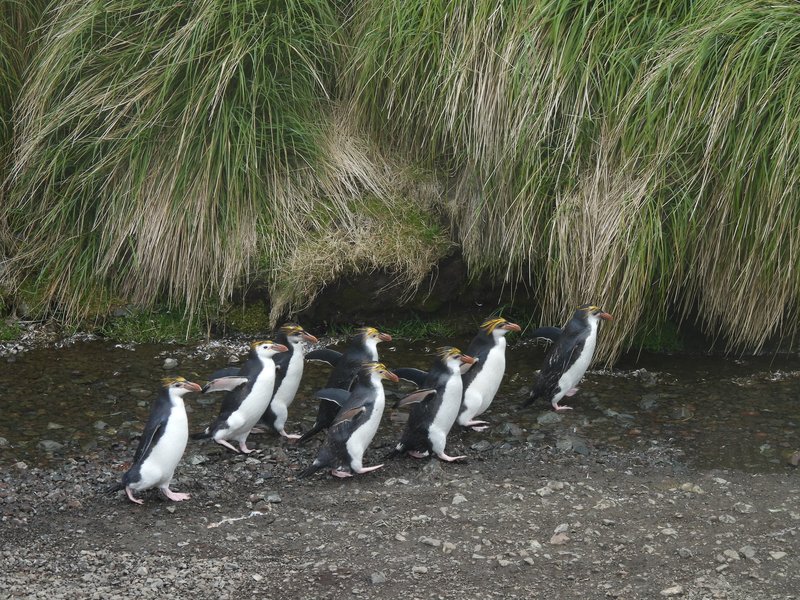 Royal penguins on the move, Macquarie Island