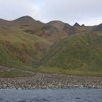 Lusitania Bay, Macquarie Island