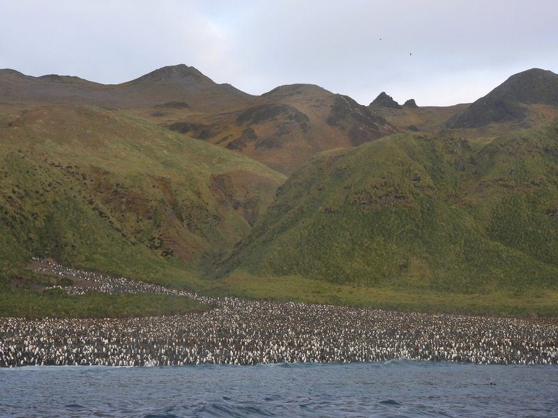 Lusitania Bay, Macquarie Island
