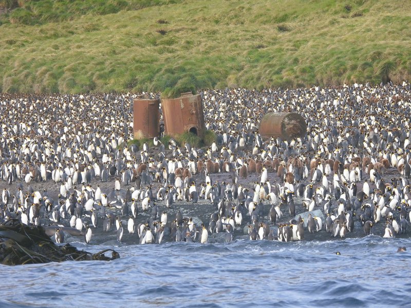 Boilers at Lusitania Bay, Macquarie Island