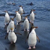 Endemic Royal Penguins landing, Macquarie Island