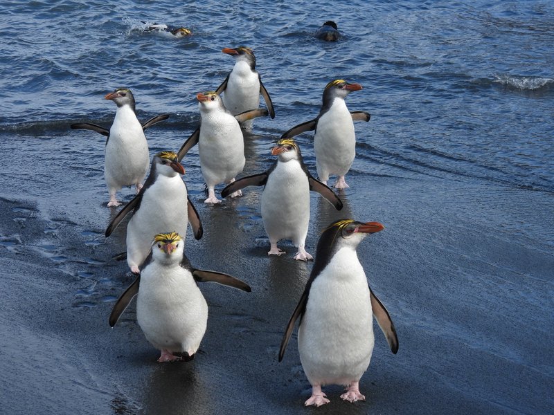 Endemic Royal Penguins landing, Macquarie Island