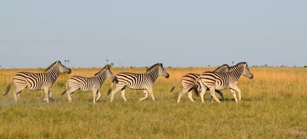 Makgadikgadi Pans Landscape