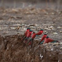 Carmine beeaters