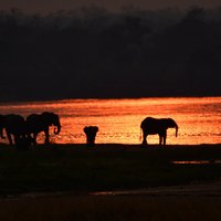 Elephants in sunset