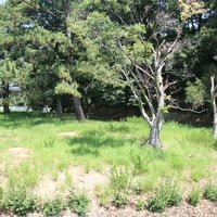 Mozu-Furuichi Kofun: Maruhoyama Kofun