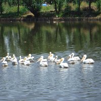 American white pelicans, Xochimilco, Mexico City and Xochimilco