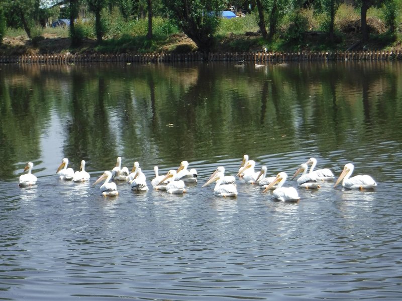 American white pelicans, Xochimilco, Mexico City and Xochimilco