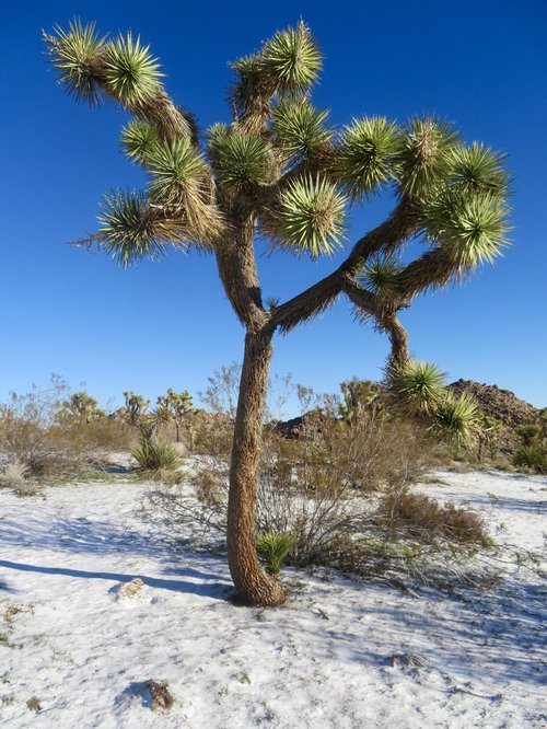 Mojave and Colorado Deserts (KJM)
