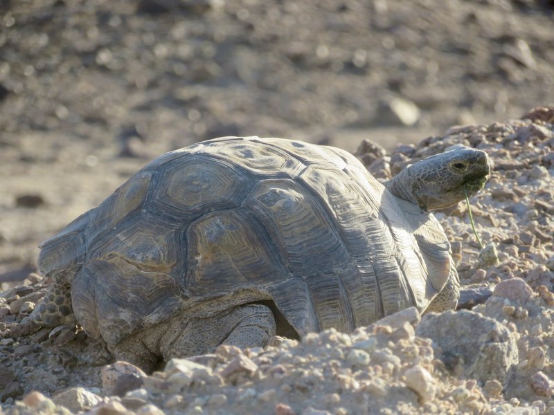 Mojave and Colorado Deserts (KJM)