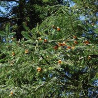 Sanctuary of El Rosario, Monarch Butterfly Biosphere Reserve