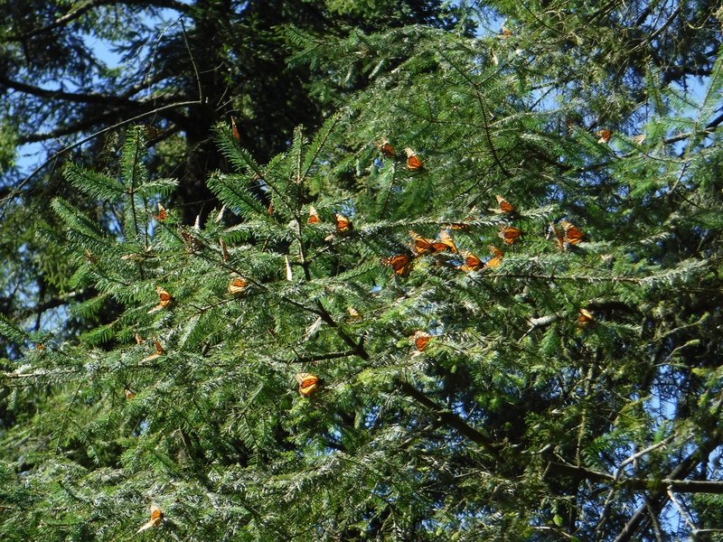 Sanctuary of El Rosario, Monarch Butterfly Biosphere Reserve