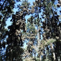 Sanctuary of El Rosario, Monarch Butterfly Biosphere Reserve