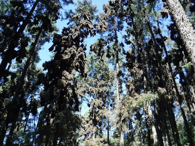 Sanctuary of El Rosario, Monarch Butterfly Biosphere Reserve