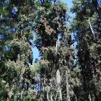 Sanctuary of El Rosario, Monarch Butterfly Biosphere Reserve